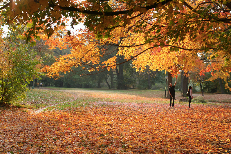 Fall Foliage in Brooklyn